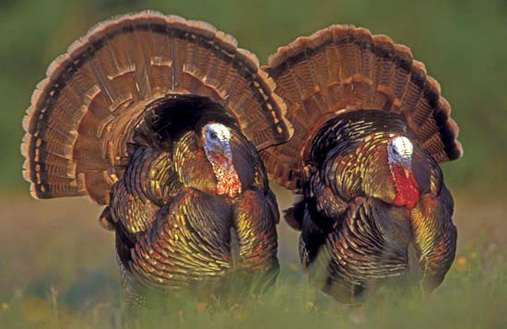 Prairie_Village_Turkey_Day