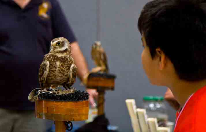 A burrowing owl was among the feathered friends on display by Operation Wildlife at the 2014 Earth Fair.