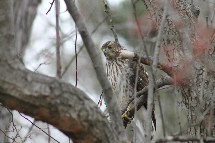 Juvenile-Coopers-Hawk-2013-(2)