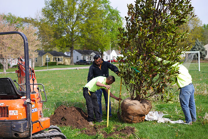 Workers were able to plant new trees in R Park to replace the culled ashes with the help of funds raised by a group of citizens.