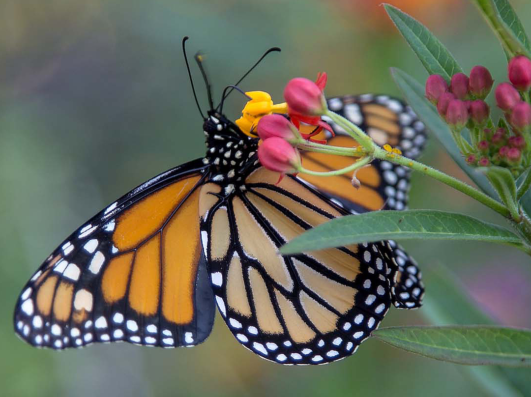 monarch butterfly