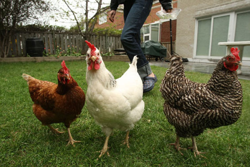 Overland Park chickens