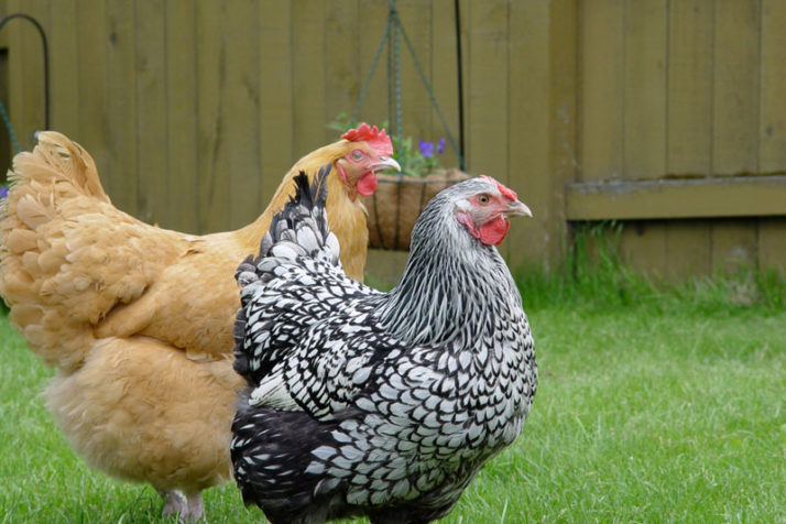 Overland Park approves an ordinance streamlining process for keeping backyard chickens.