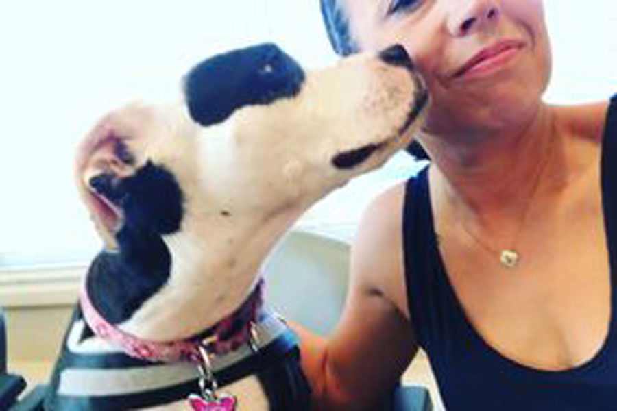 pit bull bans