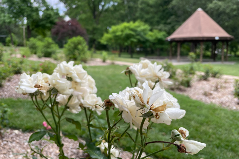 Antioch Park Rose Garden