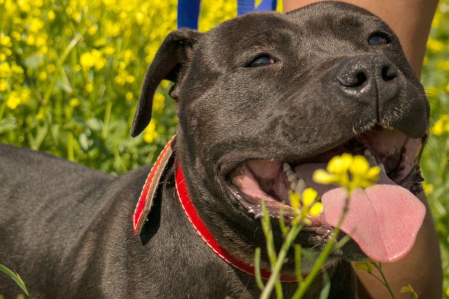 Overland Park pit bull ban