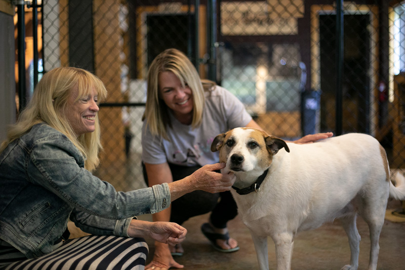 Imagine Furever Ranch