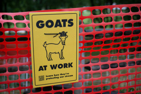 Lenexa goats