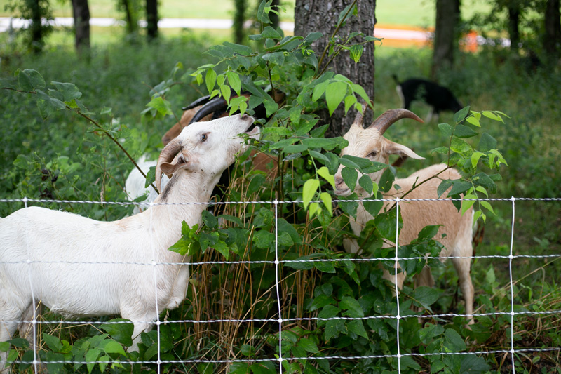 Lenexa goats