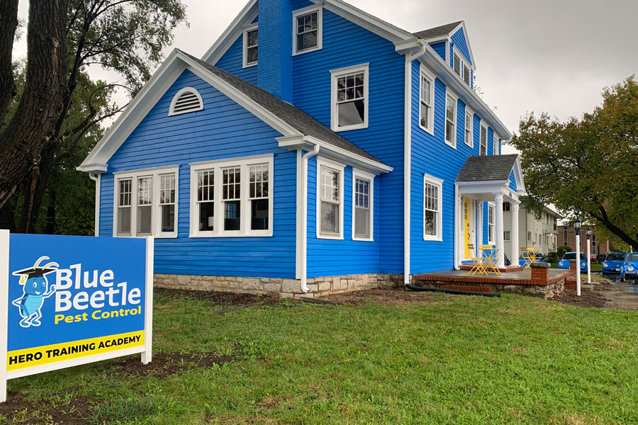 Blue Beetle Pest Control