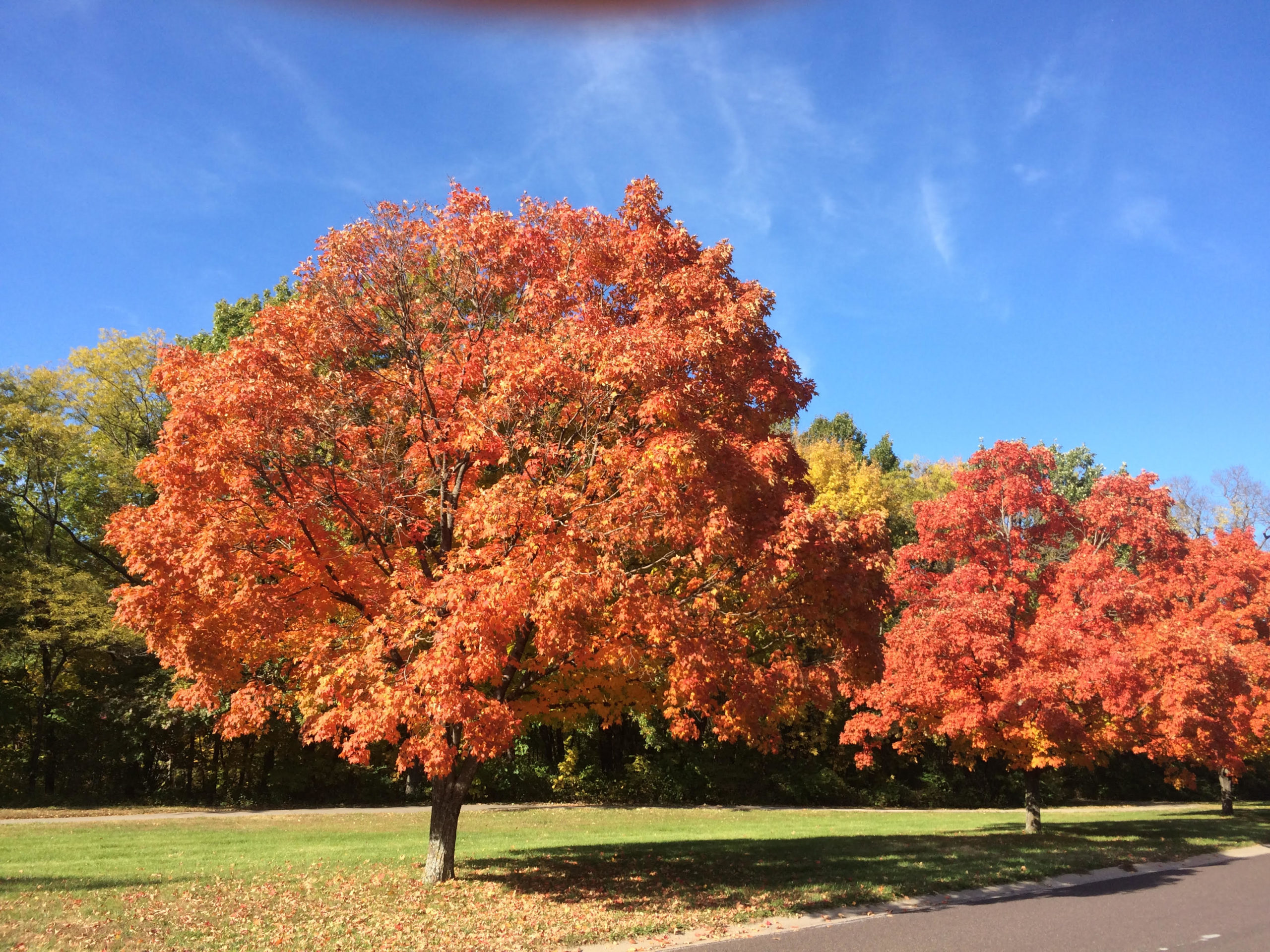Color Johnson Tree Johnson County fall colors are everywhere β here are some of our ...