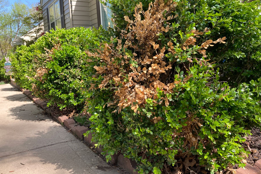 Boxwood shrubs