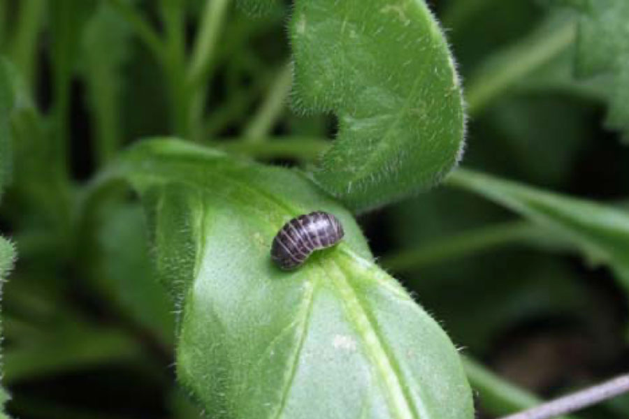 Pink Roly Poly Bug You may have noticed more roly-poly bugs in Johnson County this summer ...