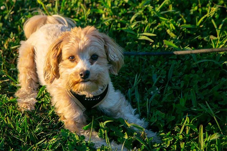 Johnson County dog park