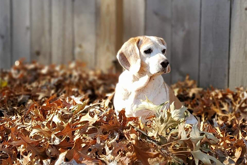 Library Beagles Overland Park woman's 'little dog library' honors beloved beagle