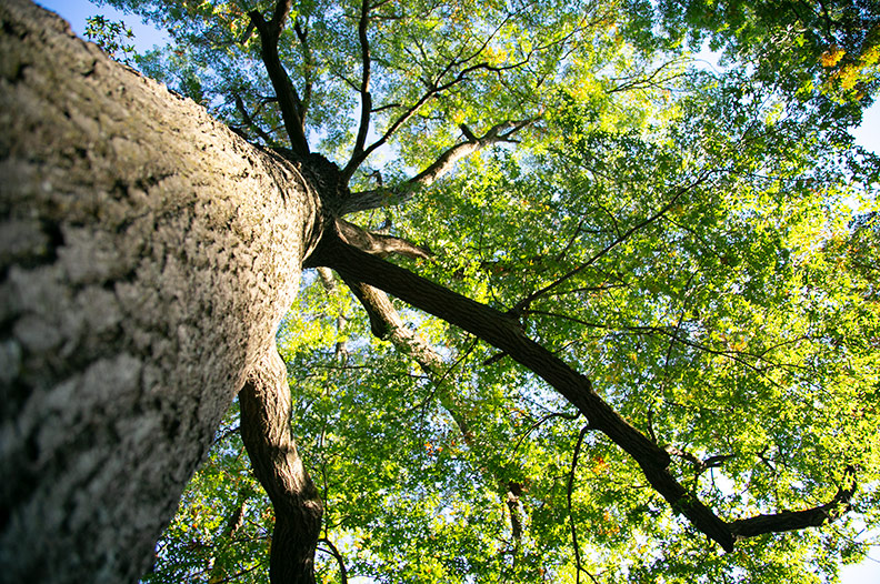 Prairie Village tree tip