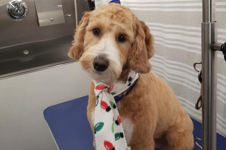 Photo of groomed dog