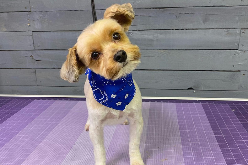 A puppy with a head tilt and fresh cut at Gardner Pet Supply, a 5 to Try pet groomer pick. 