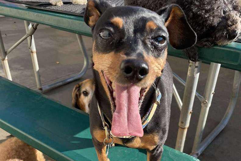 A dog with his tongue out at Puppy's Playpen, a 5 to Try pet groomer pick.