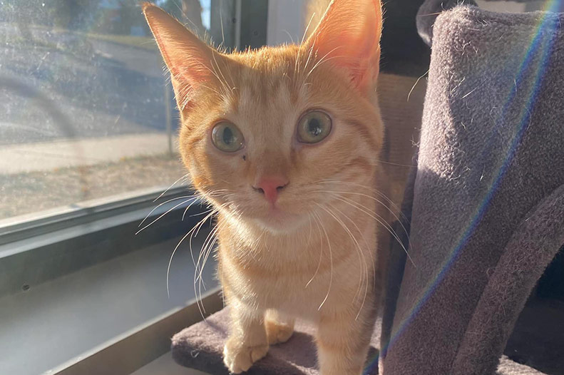 A cat at Ruff Ranch KC in Shawnee, a pet groomer and daycare in Shawnee.
