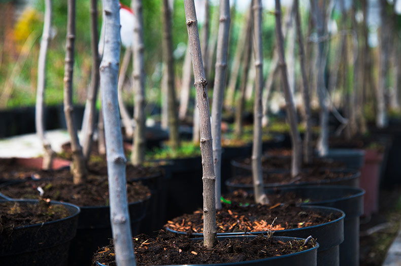 Baby trees in pots. Merriam tree grant