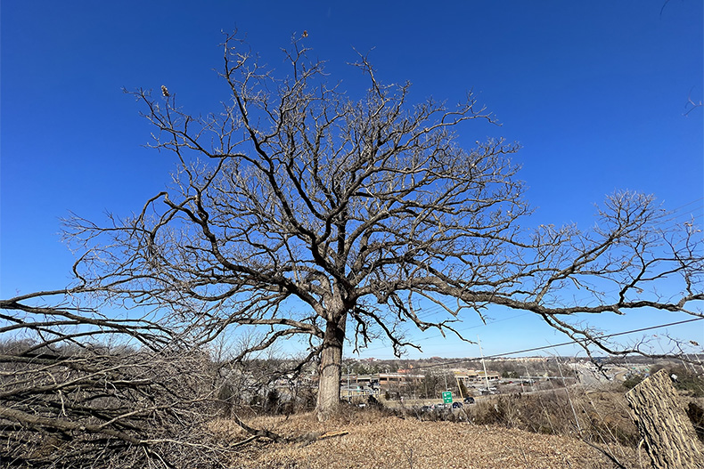 U.S. 69 tree removal