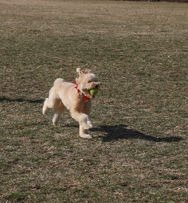 A dog enjoys the sun at Little Mill Creek Park in Lenexa. 
