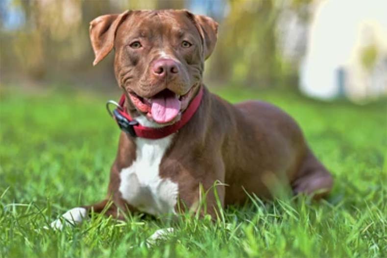 Leawood pit bull ban