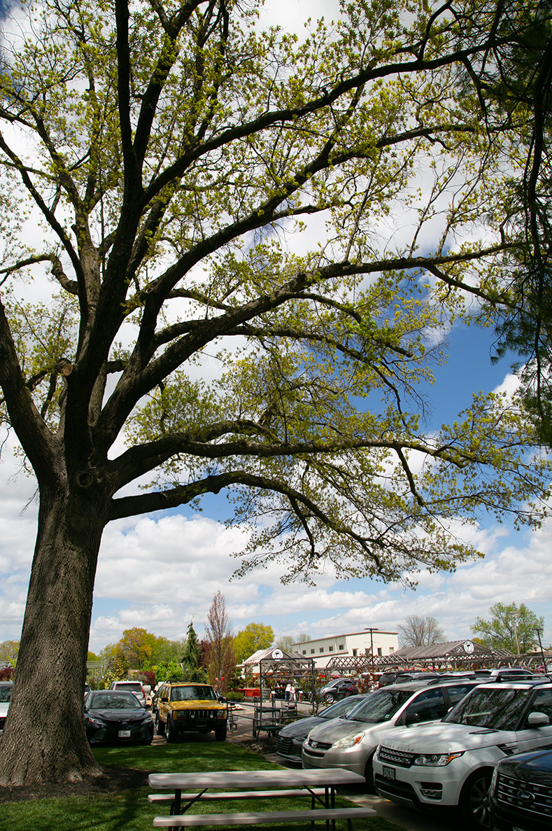 Champion Tree Johnson County