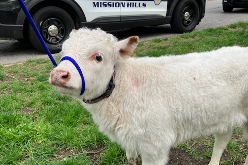 Mission Hills calf after caught by police.