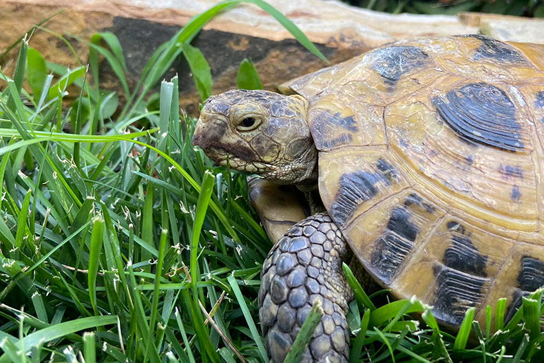 Fredericka tortoise