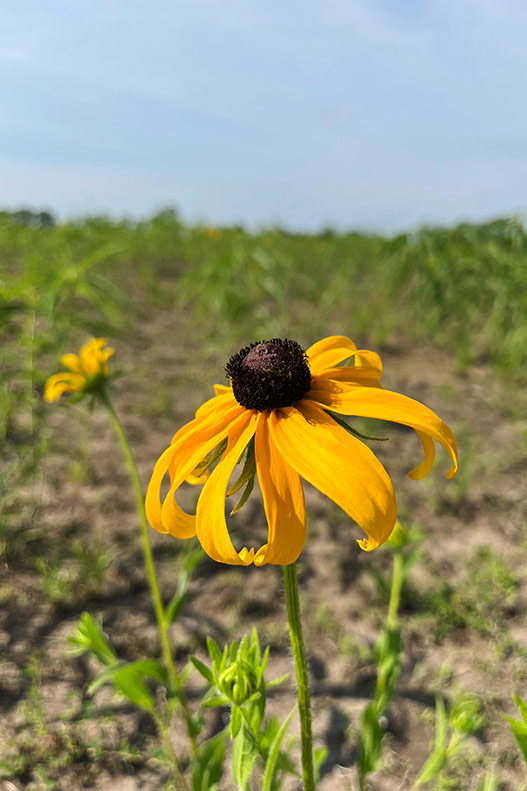 prairie flower