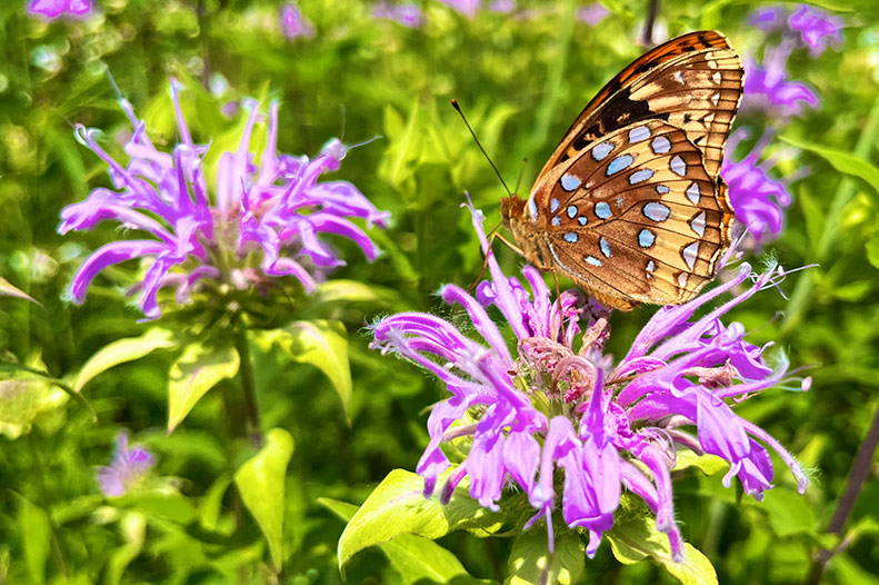 prairie butterfly