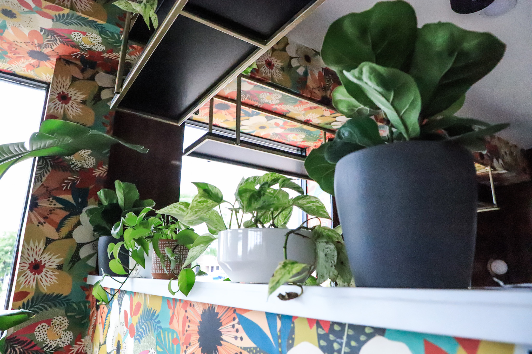 Plants line the wall at Wild Child, the newest bar to open in downtown Shawnee. This establishment offers about 20 wines by the glass as well as a full menu of nonalcoholic cocktails.