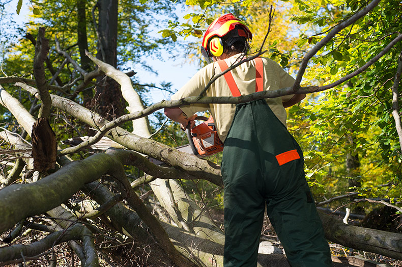 Tree Motring ? What are the best tree services in Johnson County?