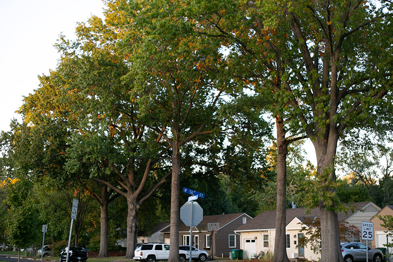 Roeland Park's mature tree ordinance conversation is taken to the residents.