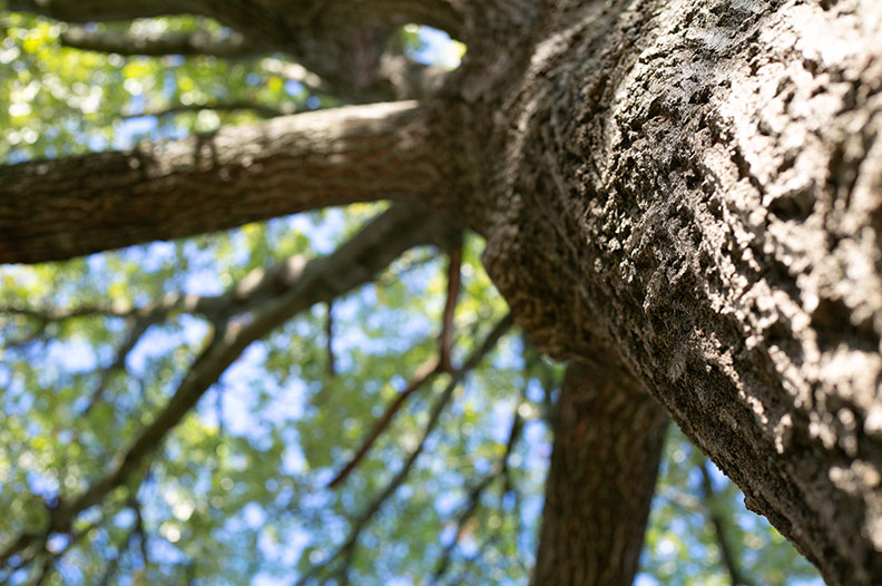 A tree off 55th and Linden streets in Roeland Park. File photo.