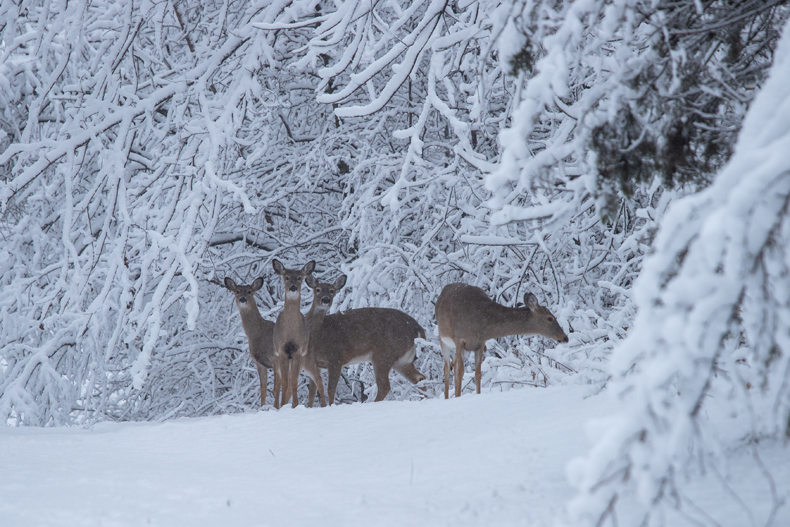 Deer peek out of the woods around Indian Creek Trail in Overland Park on Tuesday, Jan. 9.