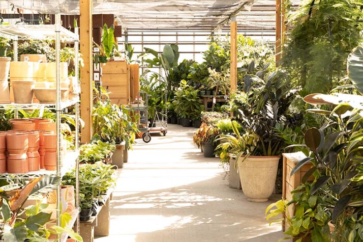 Locally owned plant nursery celebrates 60 years in bloom