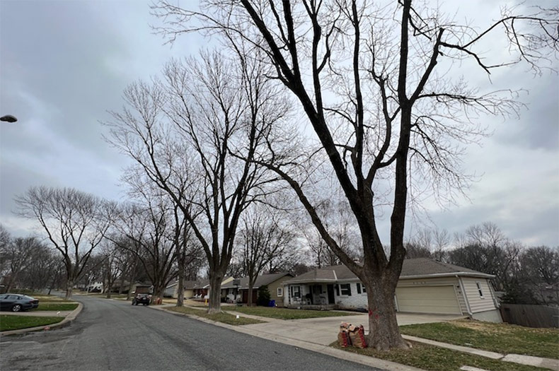 Overland Park to remove thousands more ash trees — Here's where