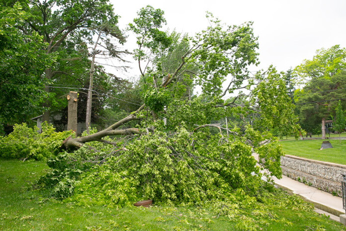 A downed tree in Prairie Village off of 75th Street and Nall Avenue.