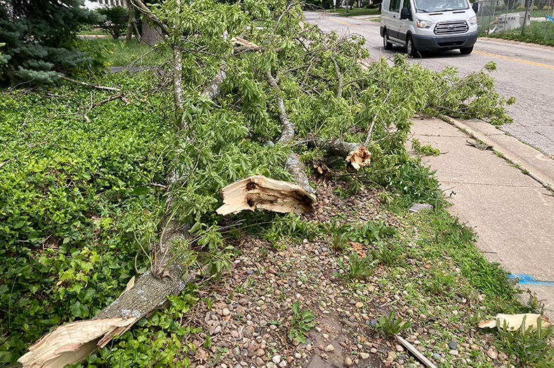 A downed tree in Mission, near Johnson Drive and Nall Avenue.