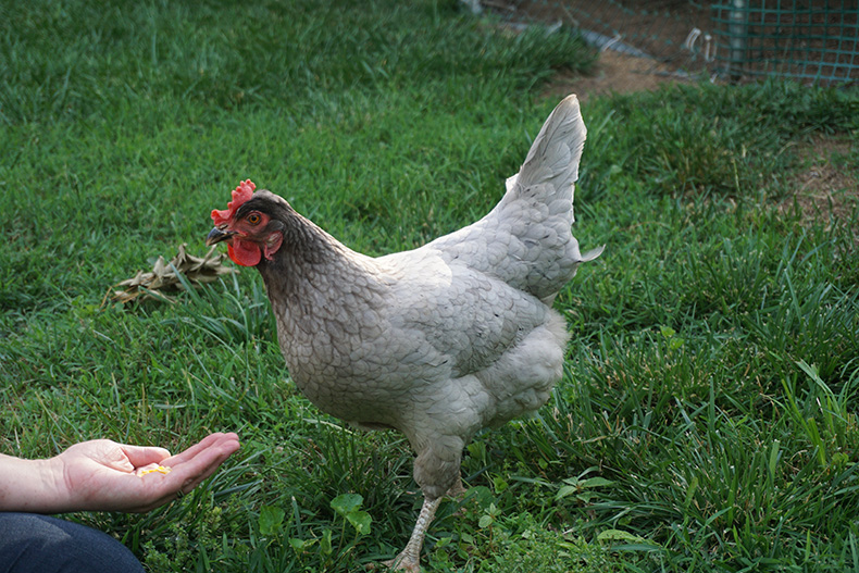 Chicken feed 
