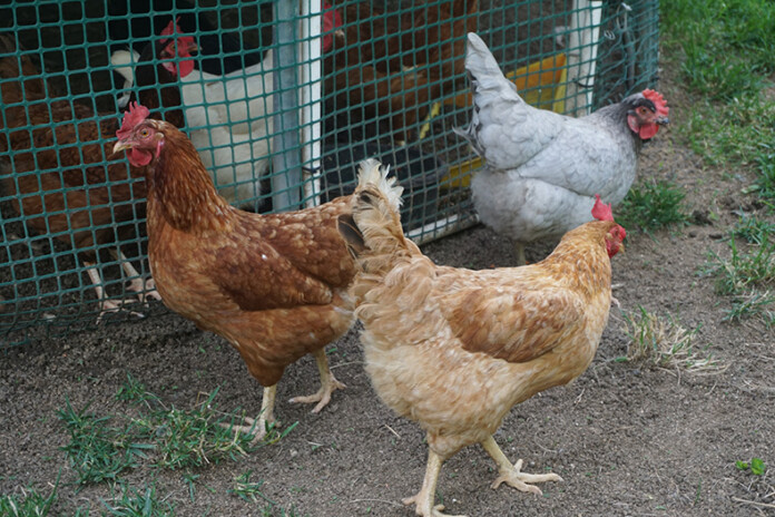 Chickens