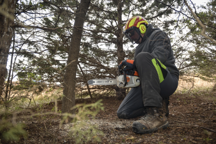 A Johnson County Park and Recreation District worker removes invasive ornamental pear trees from Shawnee Mission Park in 2022.