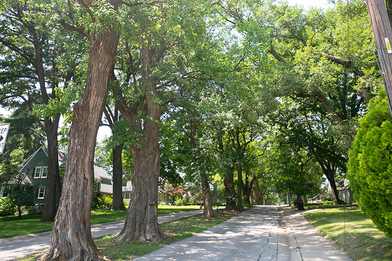 Mission tree preservation ordinance