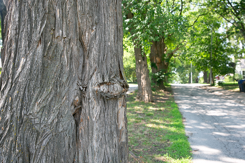 Mission tree preservation ordinance in the works