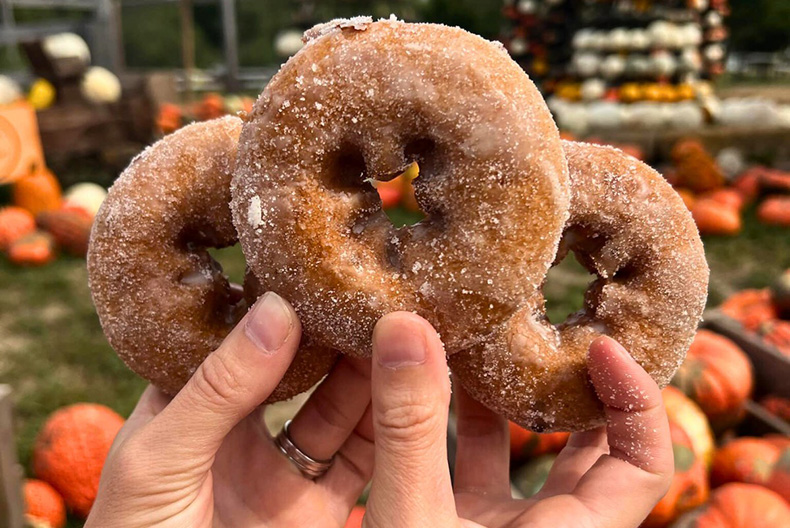 Pumpkin Donuts