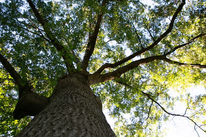 Prai Tree Prairie Village fall tree seminar to focus on resiliency