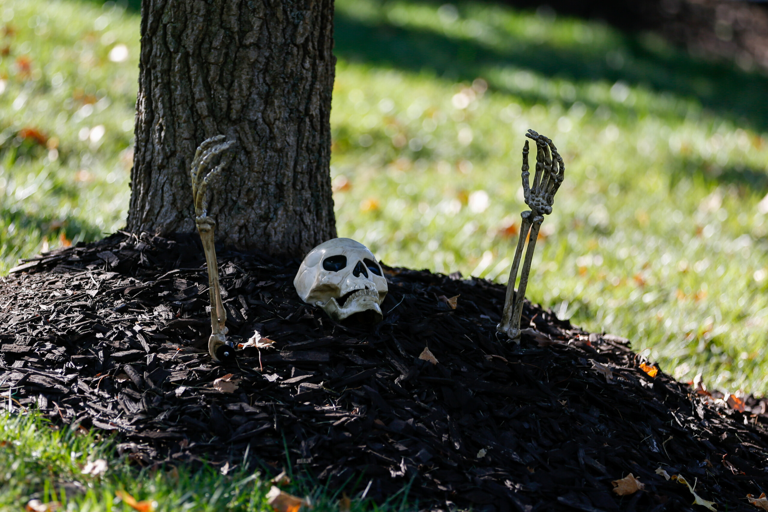 A skeleton buried in mulch outside of a home near the corner of Windsor Drive and Mohawk Road in Overland Park.